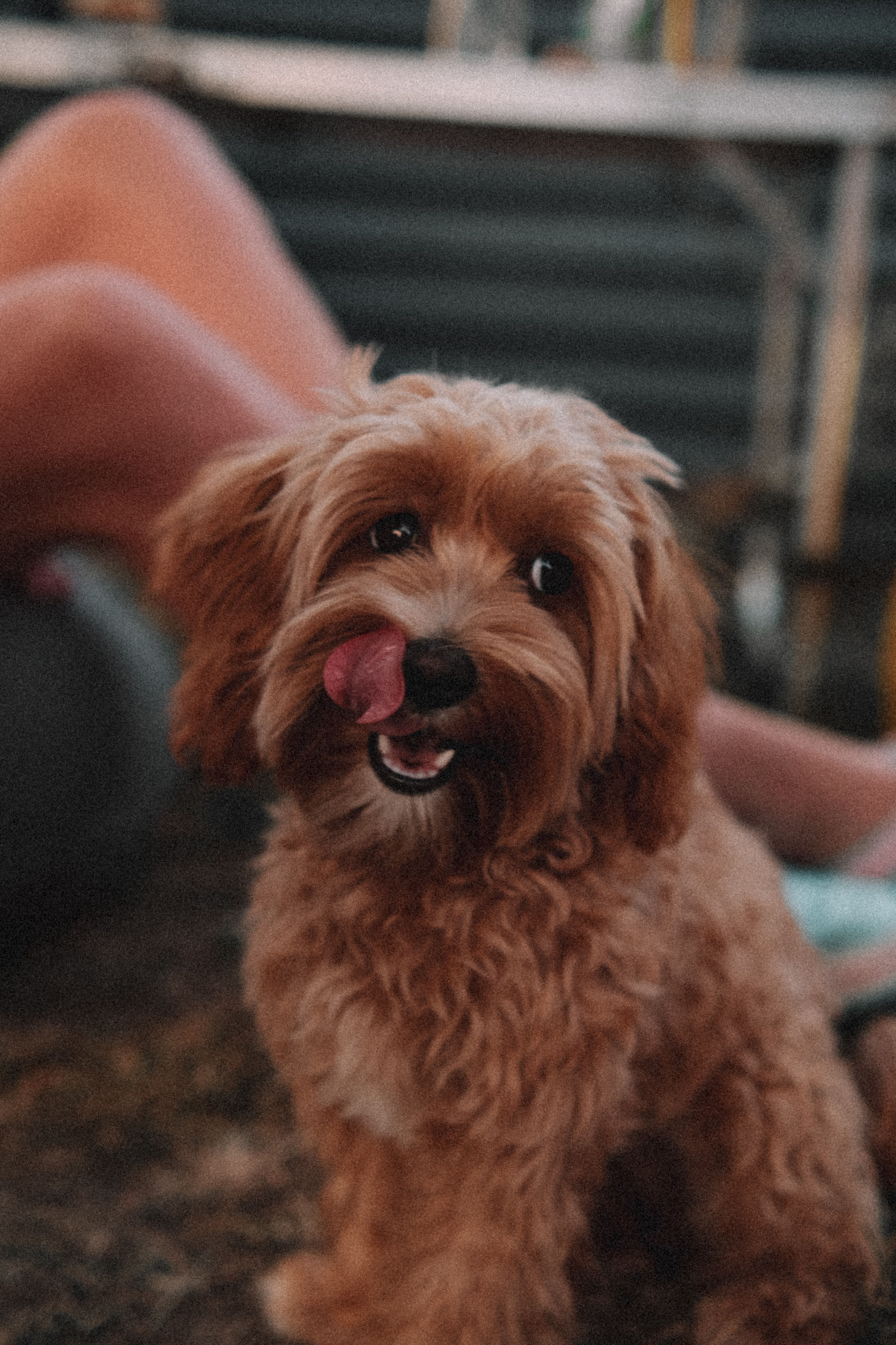 Professional dog grooming