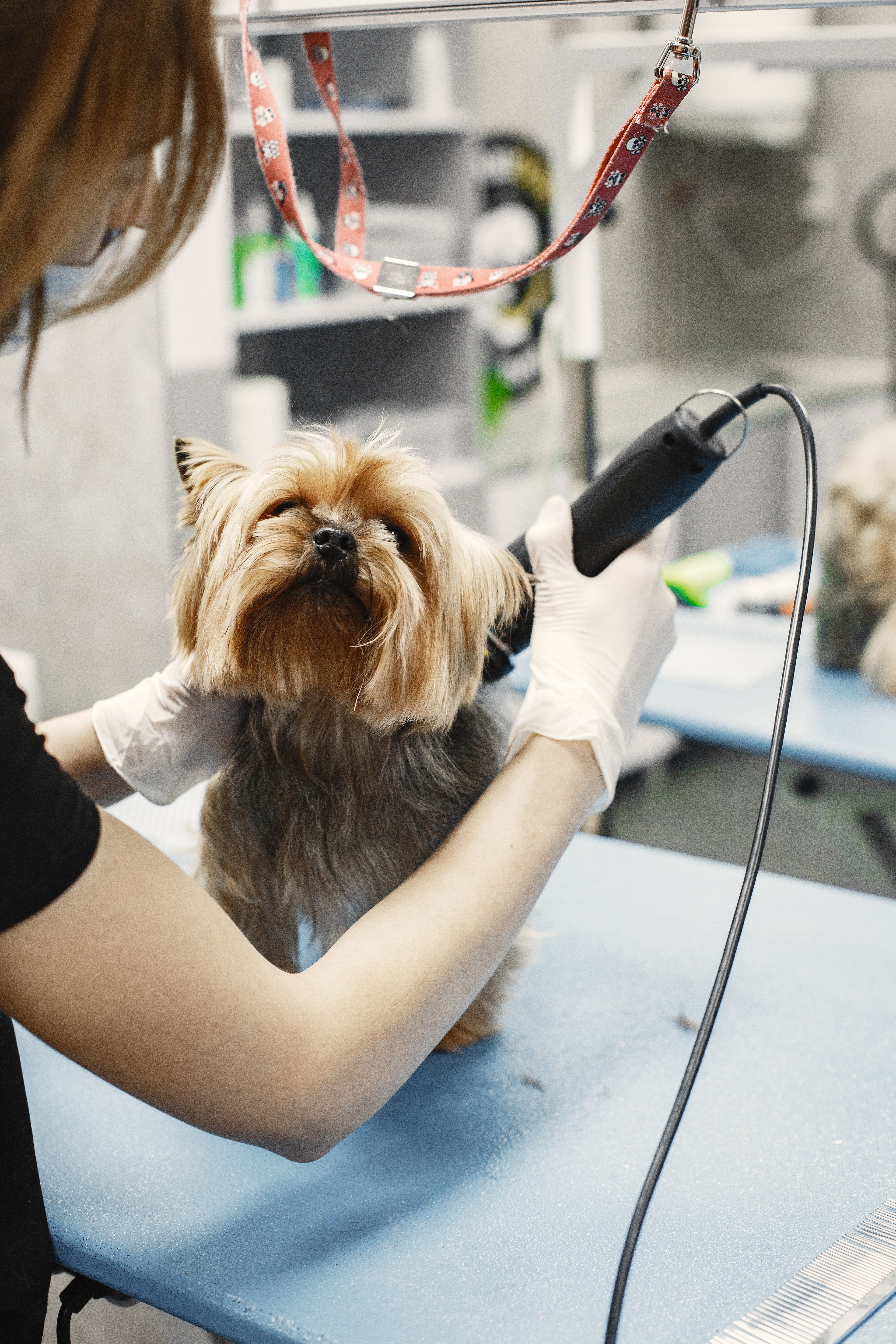 Bath and brush service