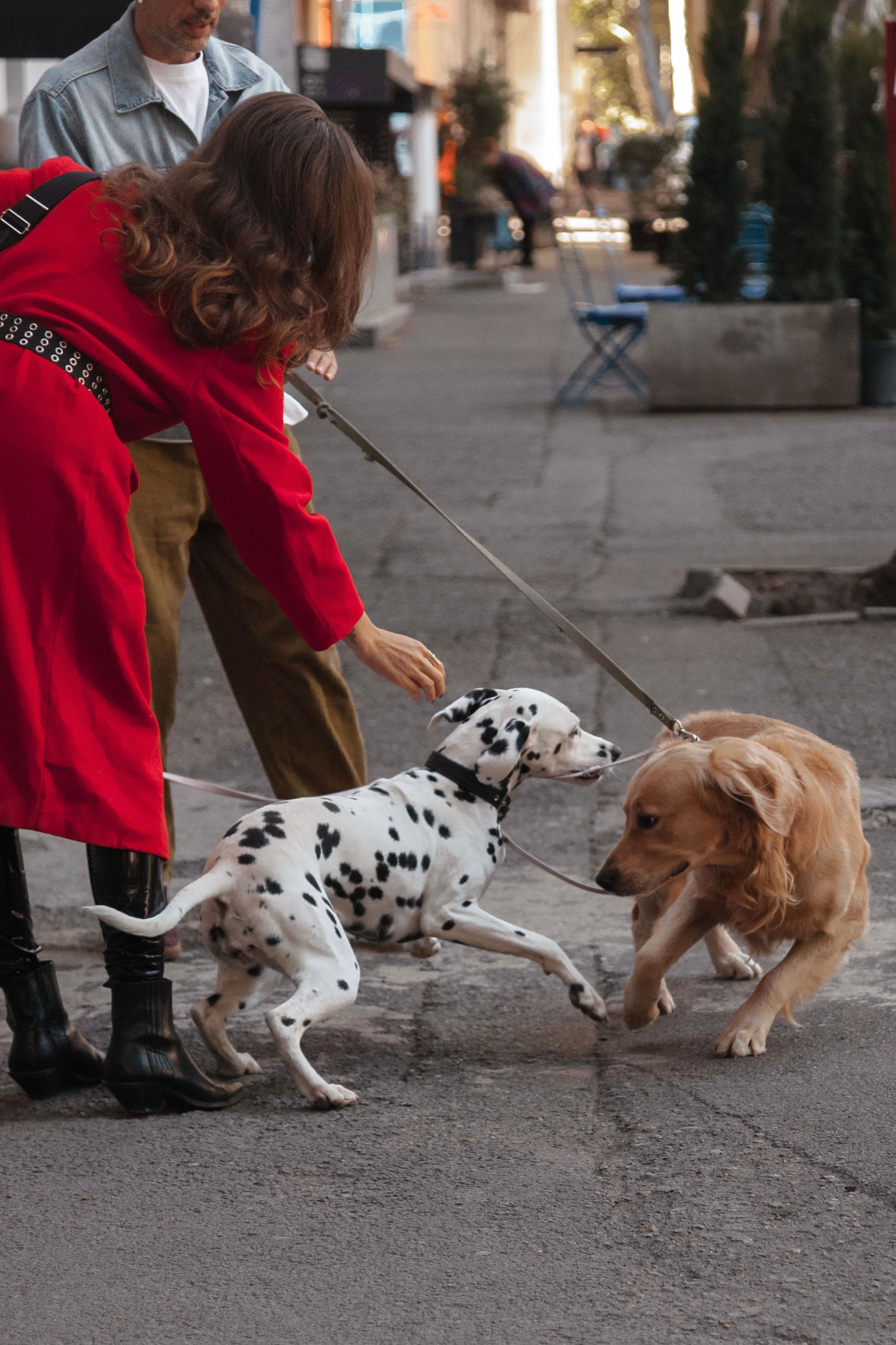 Full grooming service for a dog