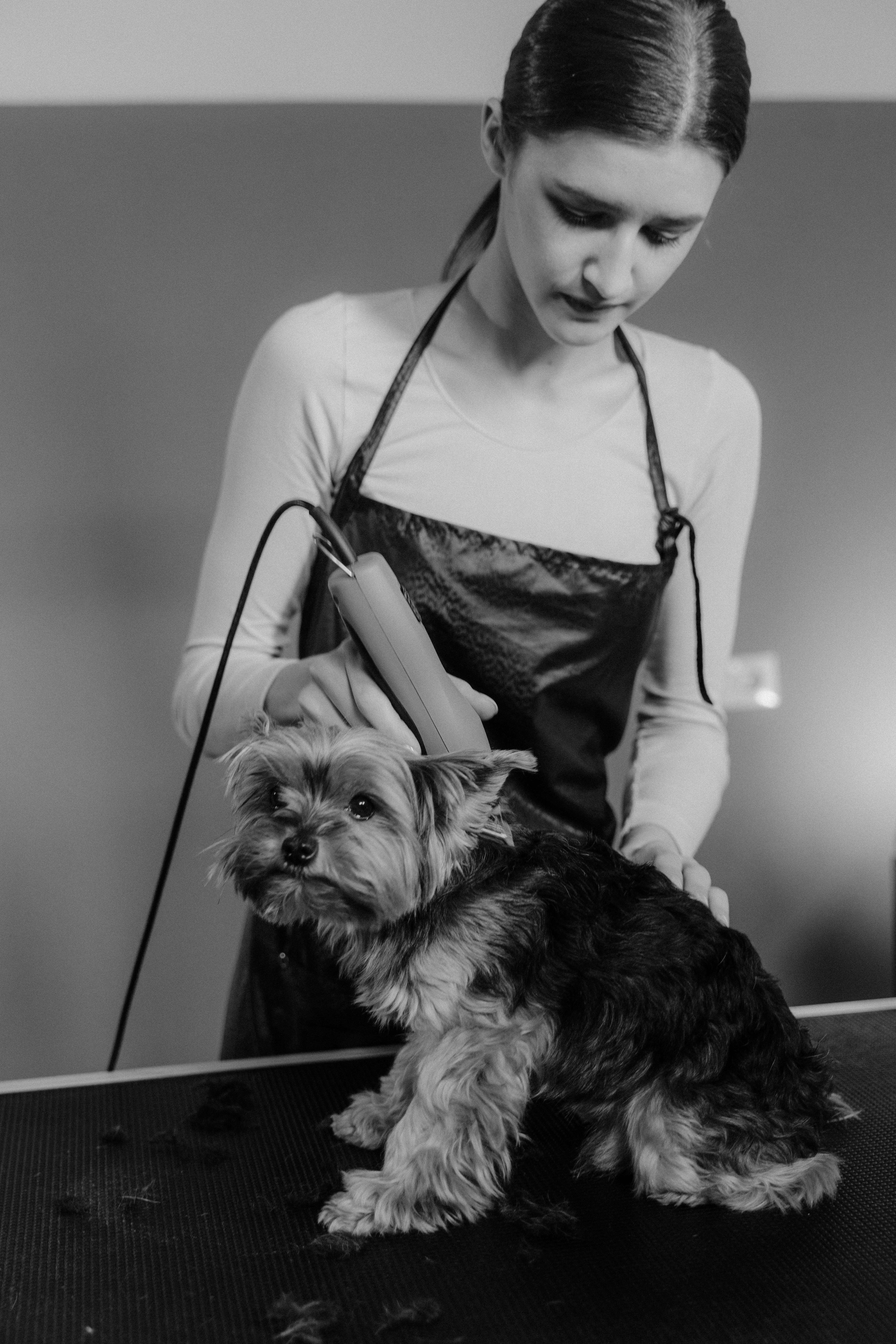Dental care service for dog