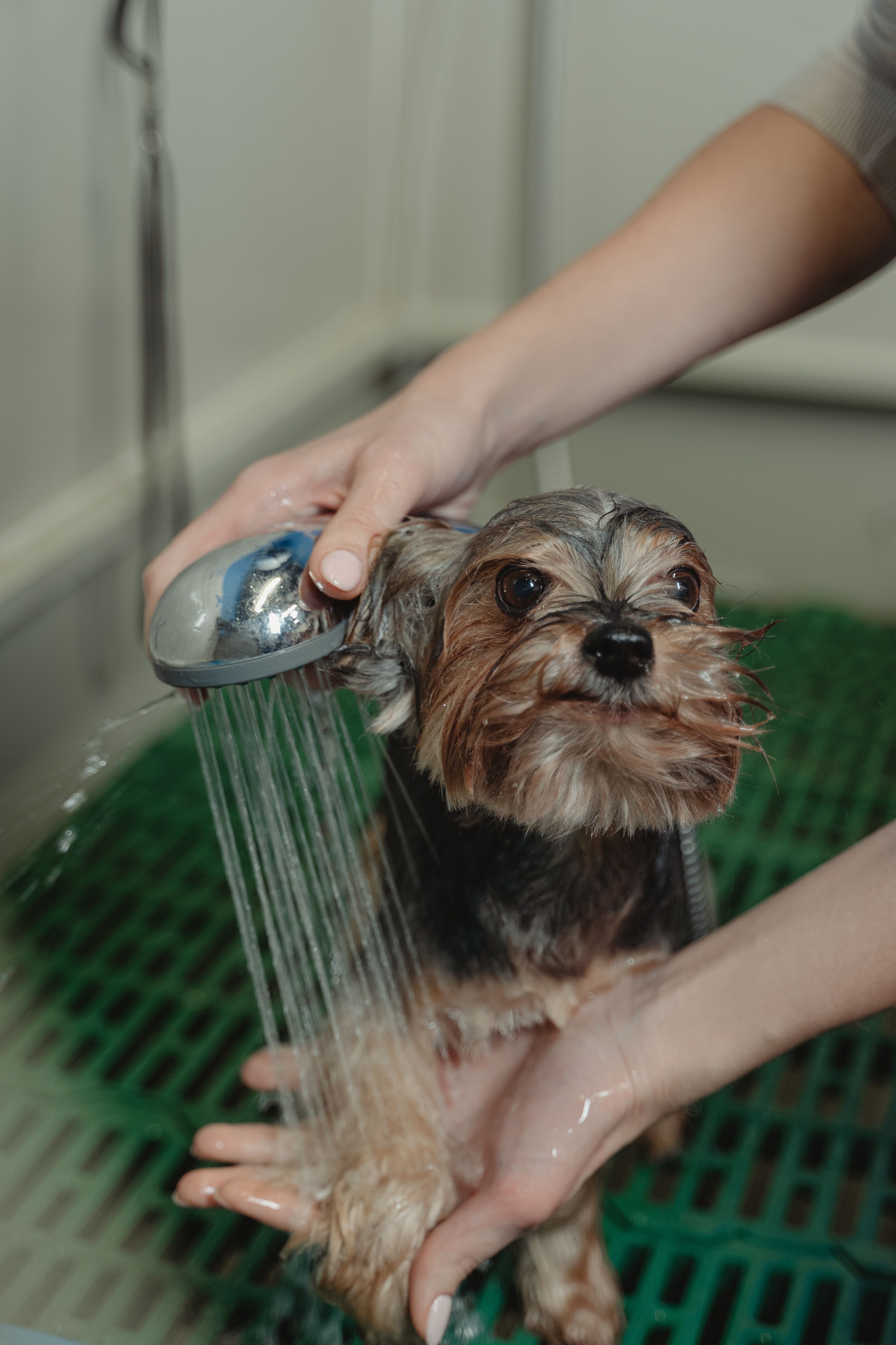 Ear cleaning service for dog