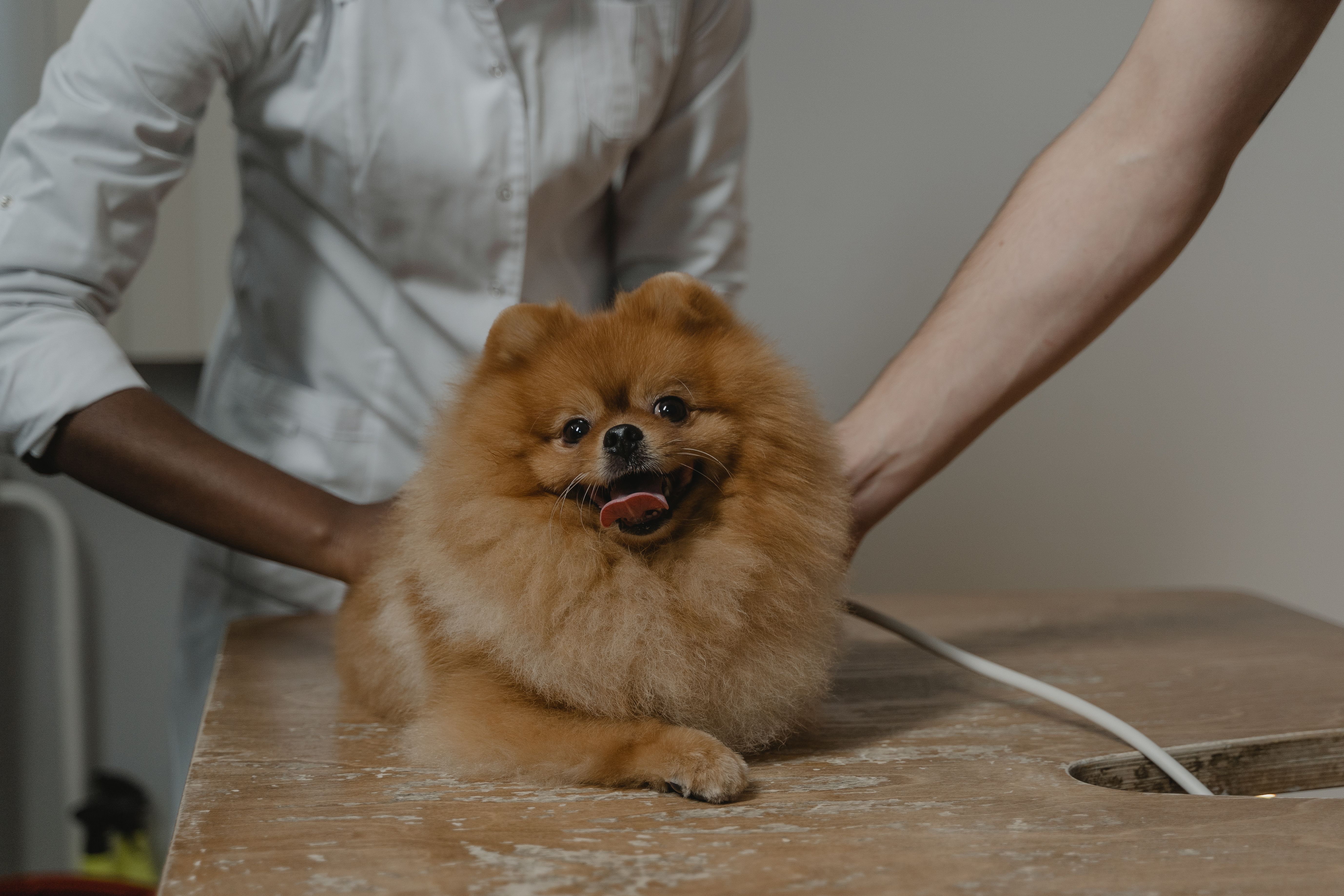 Professional dog grooming session